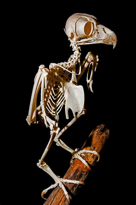 They feature a dark gray coloring combined with dark brown. Great Horned Owl Skeleton Photograph by Millard H. Sharp