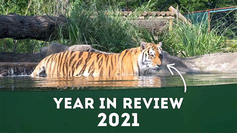 Year In Review 2021 At Paradise Wildlife Park Youtube