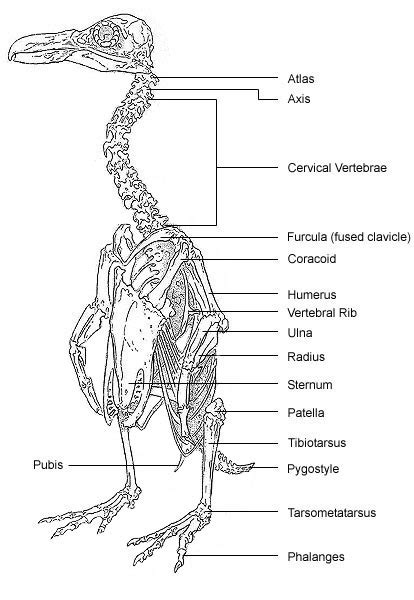 Skeletal Anatomy Of A Penguin