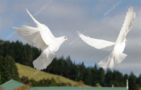 White Doves In Flight — Stock Photo © Suemack 4582811