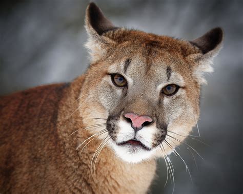 Cougar Hd Wildlife Big Cat Predator Animal Stare Hd Wallpaper