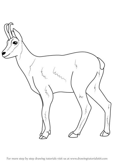 Also there are some interesting facts and craft ideas on tigers. Learn How to Draw a Chamois (Wild Animals) Step by Step ...