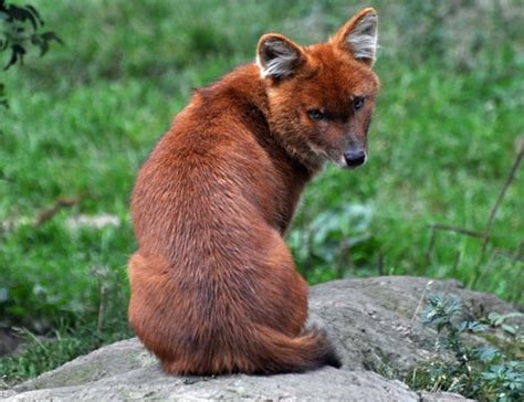 Maybe you would like to learn more about one of these? Dhole - diet, habitat, species and size with pictures ...