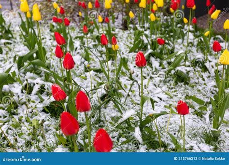 Tulips In The Garden And Snow Stock Photo Image Of Bloom Snow 213766312