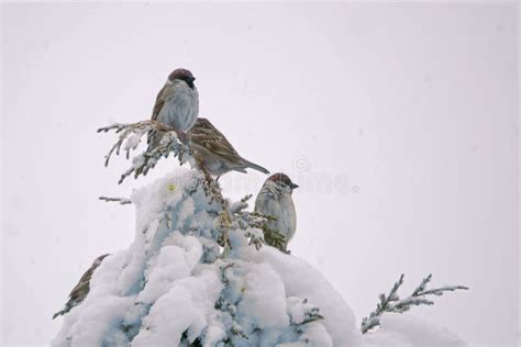Sparrow In Snow Stock Image Image Of Sparrows Tree 237976537