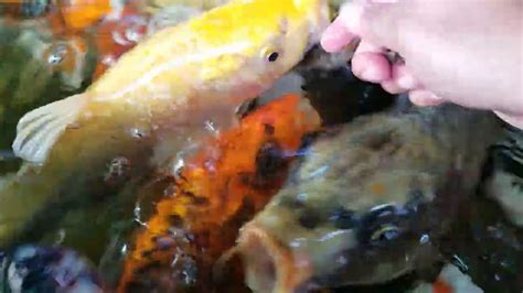 Hand Feeding Koi Koi Life Pond Feeding Fish Youtube