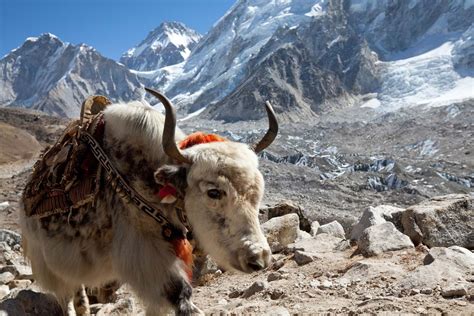 Top 140 Animals That Live On Mount Everest