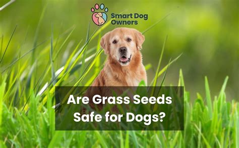 Can Grass Seed Be Harmful To Dogs