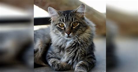 25 Most Beautiful Cats Looking For Furever Homes The