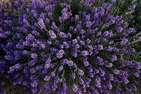 Small Lavender Flower