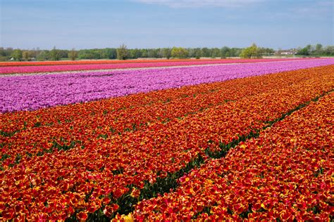 free images landscape sky field farm meadow countryside flower tulip orange spring
