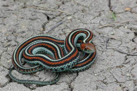 Wild Herps Common Gartersnake Thamnophis Sirtalis