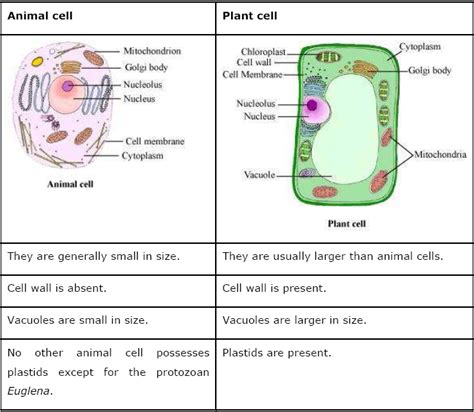 The similarity of these cell types ensures that the fundamental tasks of life are fulfilled, but the specific details of animal cells are enclosed by a plasma membrane, which is flexible, allowing animal cells to take on a number of shapes based on the requirements of. NCERT Solutions for Class 8th Science Chapter 8 Cell ...