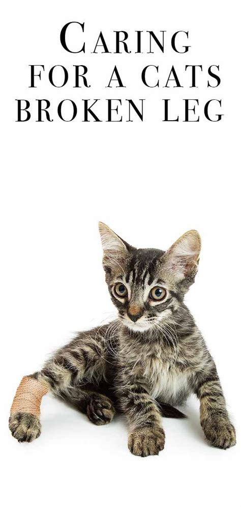 If it is on the leg, the cat will usually not put weight on it, holding its paw off the ground. Your Injured Cat - Broken Leg Information and Advice | Cat ...
