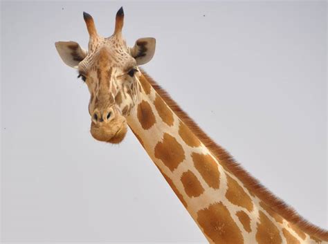 Saving The Last West African Giraffe Niger Explorers Against Extinction