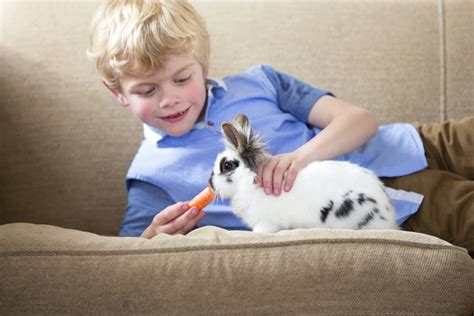 You need to do deep market research, economic and cost analysis and definitely feasibility studies. Buying and Caring for a Pet Rabbit