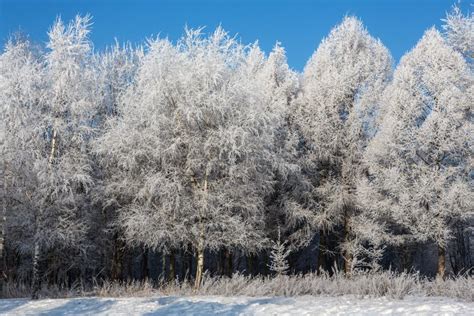 Trees In Hoarfrost Stock Photo Image Of Fortunate Congratulations