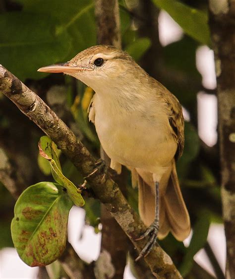 Caroline Reed Warbler Acrocephalus Syrinx Photo Call And Song