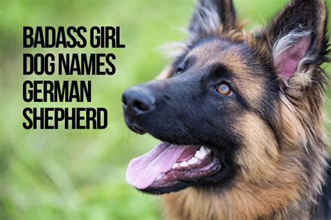 Badass Dog Names For German Shepherds 257 With Video Petshoper