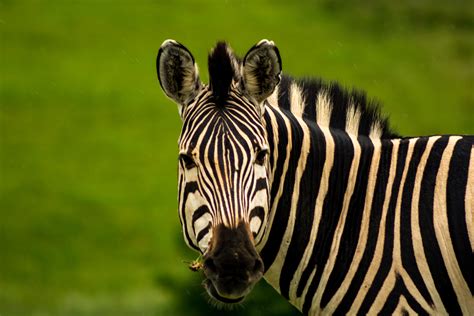Free Stock Photo Of Africa Animal Wild