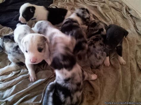 6 Week Old Border Collie Puppies Price 50 For Sale In Tulsa