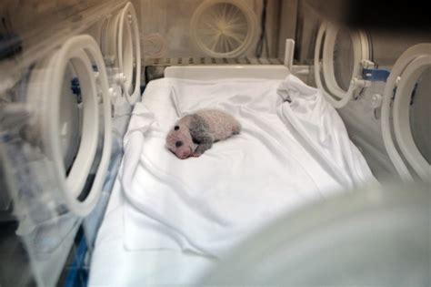 Meet The Newborn Miracle Baby Panda Triplets Boing Boing