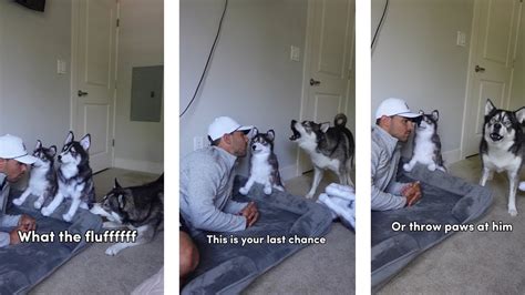 My Husky Throws The Biggest Tantrum Ever He Talks Back Youtube