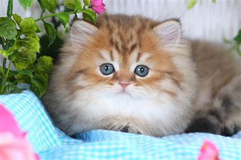 Golden Chinchilla Teacup Persian Kittenpre Loved Persian Kittens For