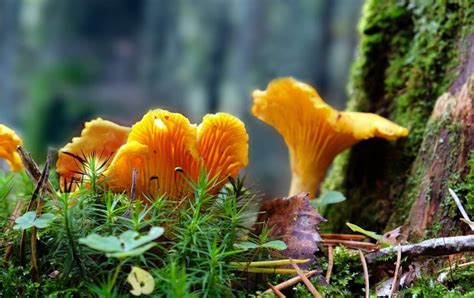 How Fast Do Golden Chanterelles Grow Mushroomstalkers
