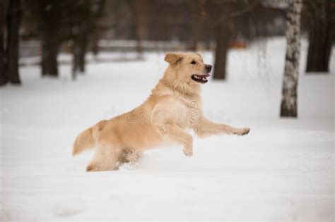 Golden Retriever Running On The Snow Stock Photo Image Of Cheerful