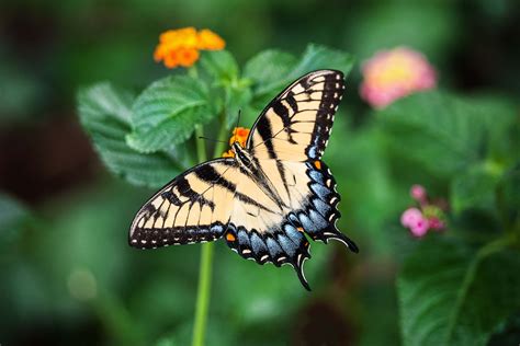 Papillons Signification Et Symbolique Découvrez Les Ici
