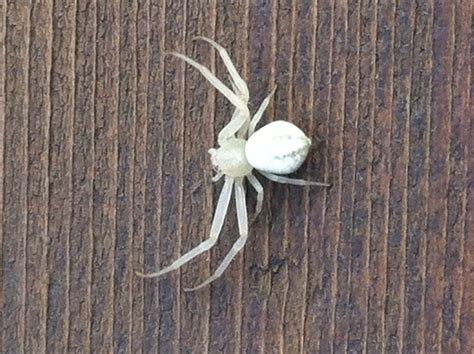 Is This An Albino Spider Ive Never Seen A Spider Like This Before In