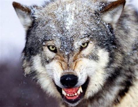 بزرگترین و خطرناک ترین گرگ در جهان به همراه عکس Happypet