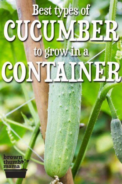 Best Types Of Cucumber To Grow In Containers Growing Cucumbers