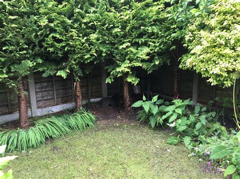 The diversity of our natural environment is under pressure, and at the same time we are about to lose our traditional local librarie… your gardening tip: Planting under row of conifers — Forum | gardenersworld.com