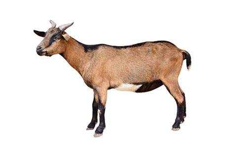 Goat Standing Isolated On White Background Female Goat Animal Isolated