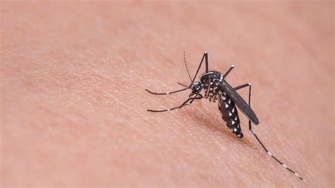 What Is West Nile Fever All About The Disease
