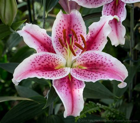 Wonderful Pink Lilies Beautiful Flower Pictures Blog