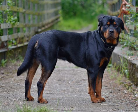 Rottweiler Temperament Puppy Facts For Kids Price Pictures