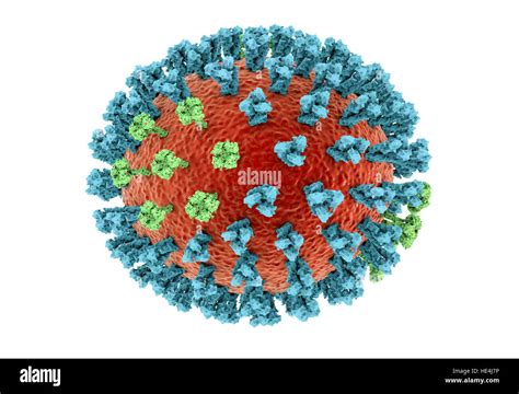 Vogelgrippe Virus Fotos Und Bildmaterial In Hoher Auflösung Alamy