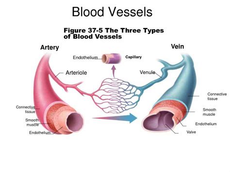 Arteries Veins And Capillaries Structure And Function