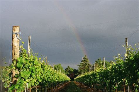 Vineyards With Rainbow Del Colaborador De Stocksy Amor Burakova