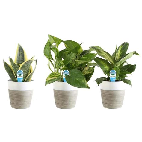 Costa Farms O2 For You Indoor Houseplant Collection In 4 In Decor Pot