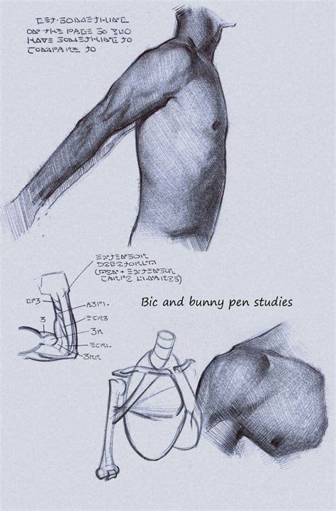 Human Muscle Anatomy Human Anatomy Art Anatomy Study Anatomy For