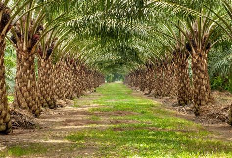 Sahyadri date palm and agro services. Oil Palm And Other Crops