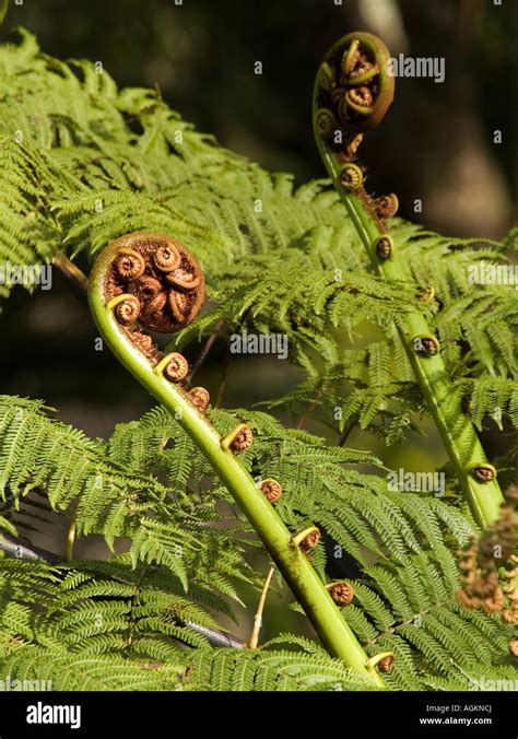 2 Uncurling Ponga Koru Or Silver Fern Tree Frond Buds Cyathea Dealbata