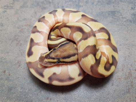 Enchi Lesser Orange Dream Morph List World Of Ball Pythons