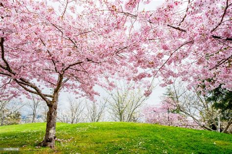 Beautiful Full Bloom Cherry Blossom Trees In The Early Spring Season