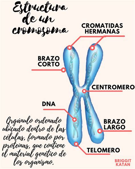 Resultado De Imagen Para Partes Del Cromosoma Cromosomas Enseñanza