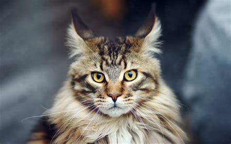 Poze Pisica Maine Coon Toate Animalele